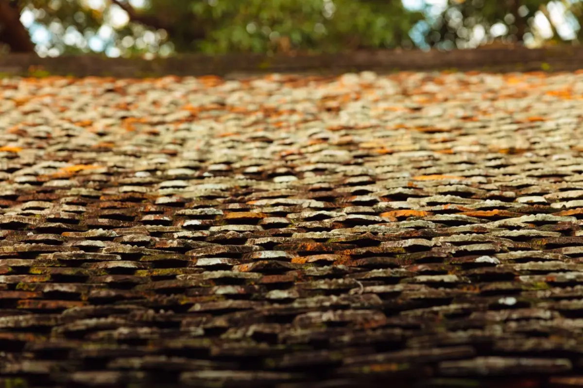 Moss growing on an aging asphalt shingle roof in New Rochelle, NY